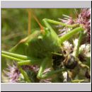 Tettigonia viridissima - Gruenes Heupferd 09.jpg